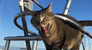 Safe at Anchor