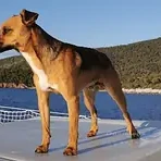 Mickey, a tan dog, standing on the bow of a boat with a green coast behind.